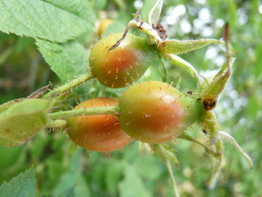 Fruits rouges à maturité appelés cynorrhodons. Agrandir dans une nouvelle fenêtre (ou onglet)